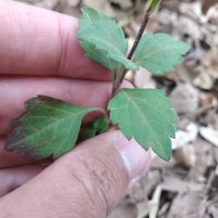 Bidens ostruthioides