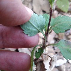 Bidens ostruthioides