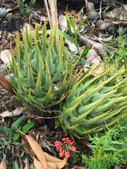 Macrozamia riedlei