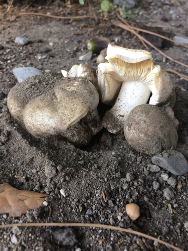 Russula ilicis image