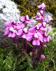 Pedicularis siphonantha