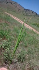 Leymus racemosus