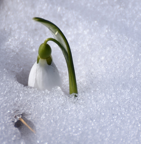 Galanthus elwesii
