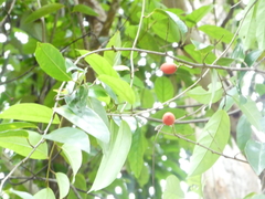 Erycibe coccinea