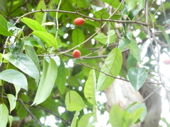 Erycibe coccinea