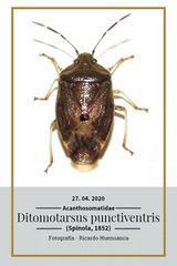 Ditomotarsus punctiventris