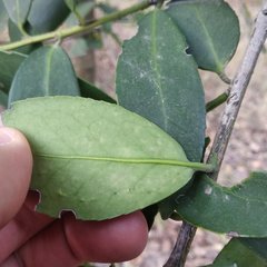 Ilex discolor tolucana