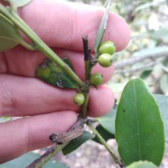 Ilex discolor tolucana