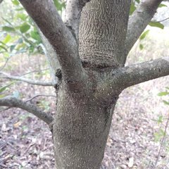 Ilex discolor tolucana