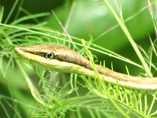 Photo of a Thornscrub Vine Snake (Oxybelis microphthalmus)