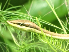 Oxybelis microphthalmus