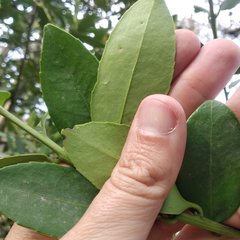 Ilex discolor tolucana