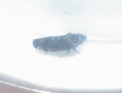 Scaphytopius diabolus