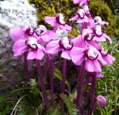 Pedicularis siphonantha