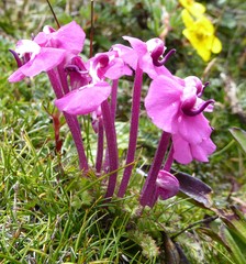 Pedicularis siphonantha