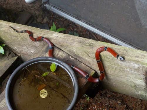Micrurus distans