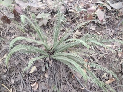 Asplenium monanthes
