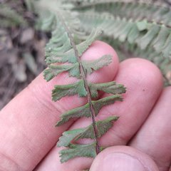Asplenium monanthes