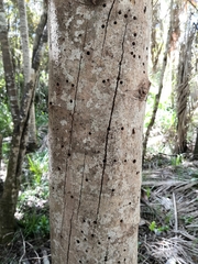 Psepholax sulcatus