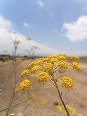 Foeniculum