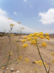 Foeniculum