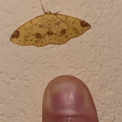 Periclina apricaria