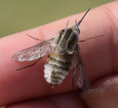 Bombylius zephyr