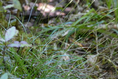 Carex imbecilla
