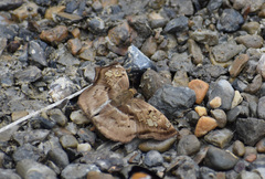 Quadrus truncata