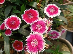 Dianthus chinensis × barbatus