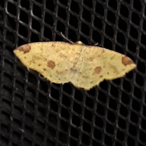 Periclina apricaria