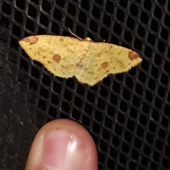 Periclina apricaria