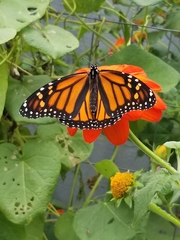 Danaus plexippus