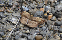Quadrus truncata