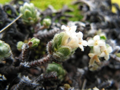 Pimelea mesoa mesoa