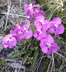 Pedicularis siphonantha