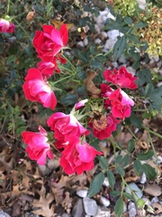 Rosa
