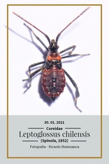 Leptoglossus chilensis