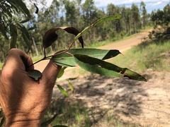 Eucalyptus helidonica
