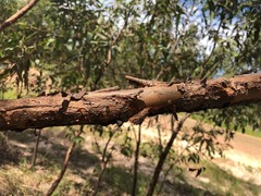 Eucalyptus helidonica