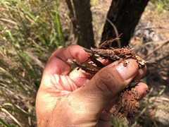 Eucalyptus helidonica
