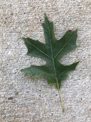 Quercus