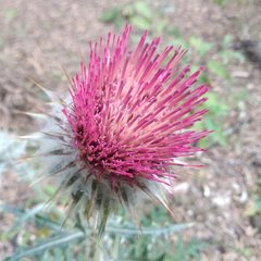 Cirsium ehrenbergii