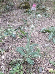 Cirsium ehrenbergii