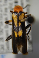 Chauliognathus luteopictus