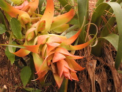 Tillandsia violacea