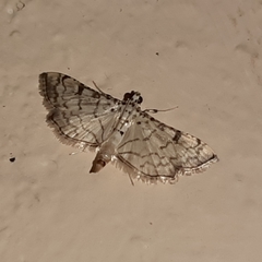 Hileithia approprialis