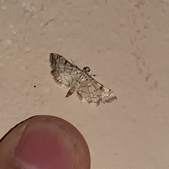 Hileithia approprialis