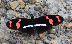 Heliconius telesiphe