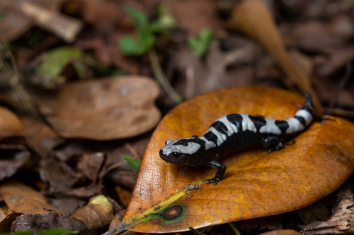 Marbled Salamander, Ambystoma opacum